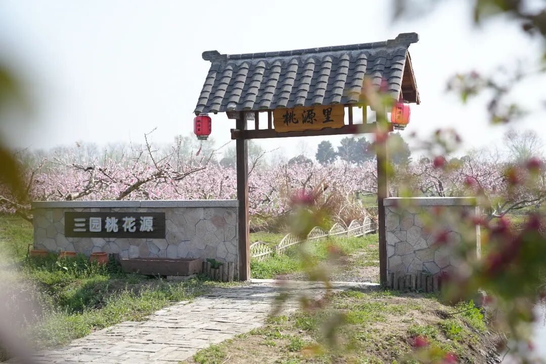 三园农庄桃花林