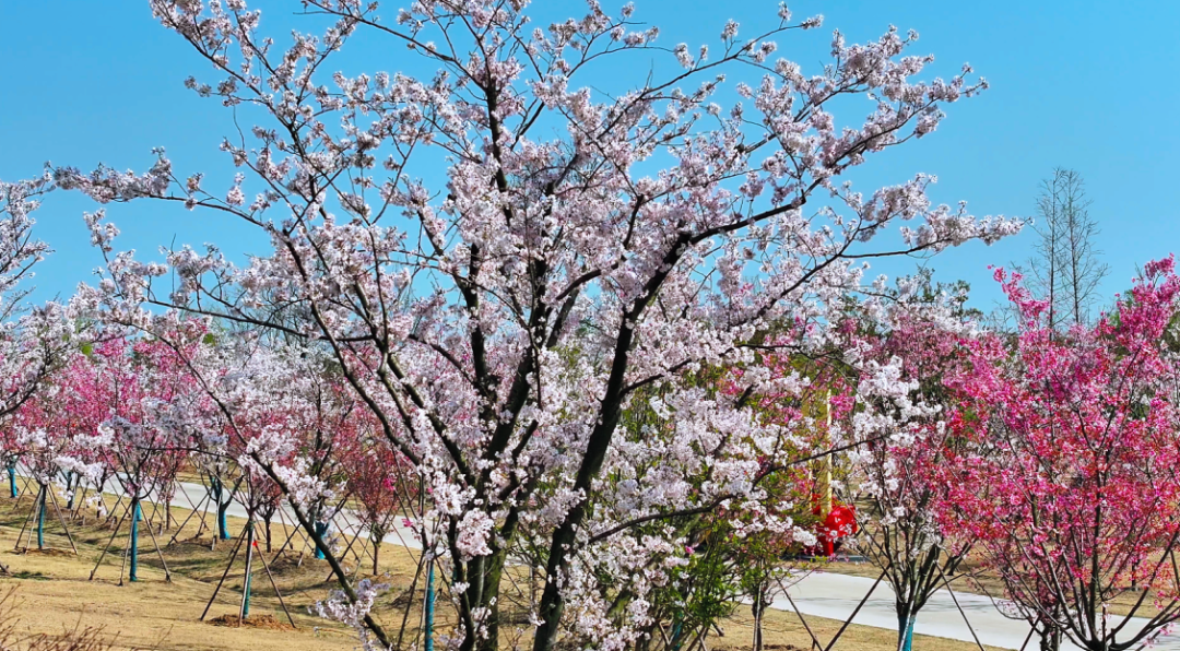 平湖花海樱花道